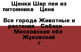 Щенки Шар пея из питомника › Цена ­ 25 000 - Все города Животные и растения » Собаки   . Московская обл.,Жуковский г.